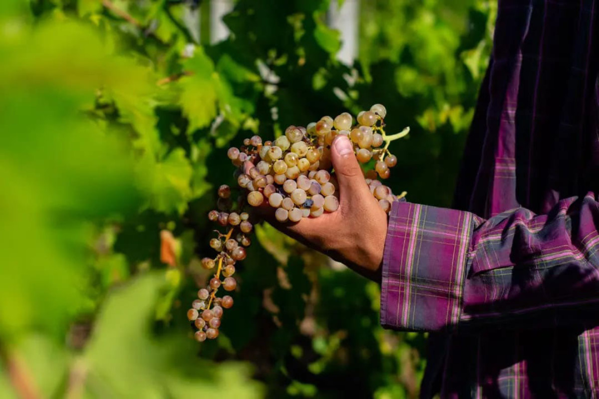 Gastronomica Festival del Gusto 2025 - L'uva Moscato di Terracina