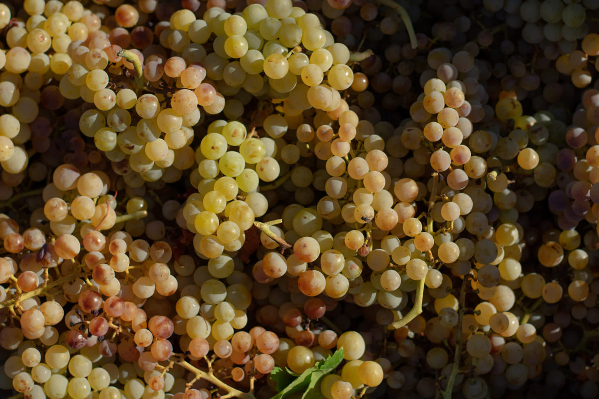 L’uva Moscato di Terracina