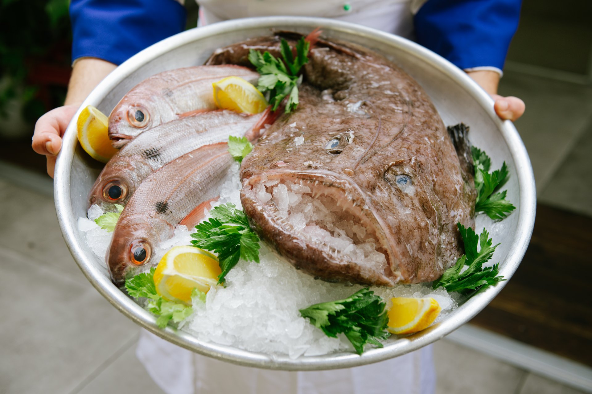 Vassoio di pesce intero crudo su ghiaccio (pagelli, rana pescatrice) tenuto da un cuoco in giacca blu, Hostaria del Vicoletto