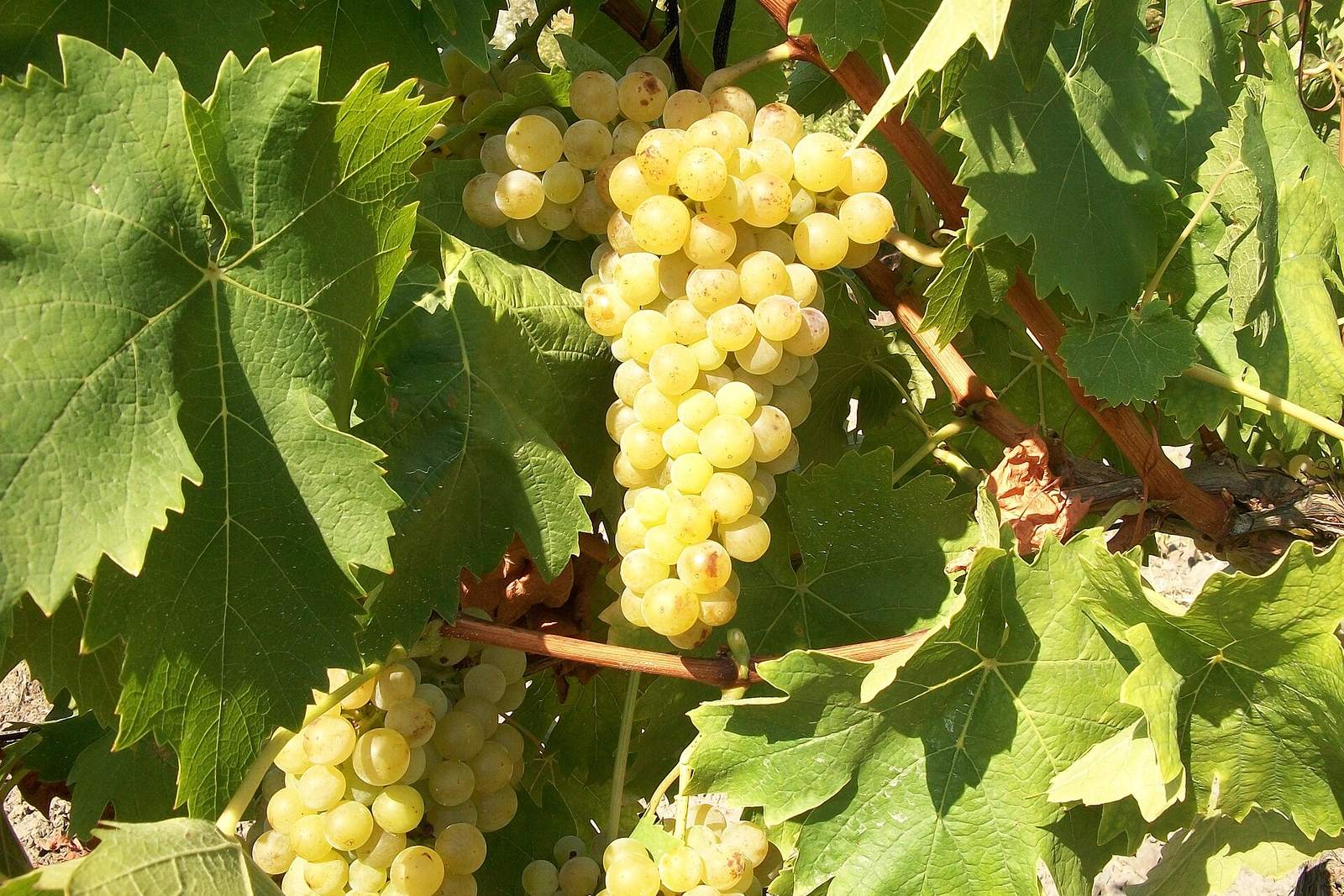 Grappoli di uva Moscato bianca sulla vite