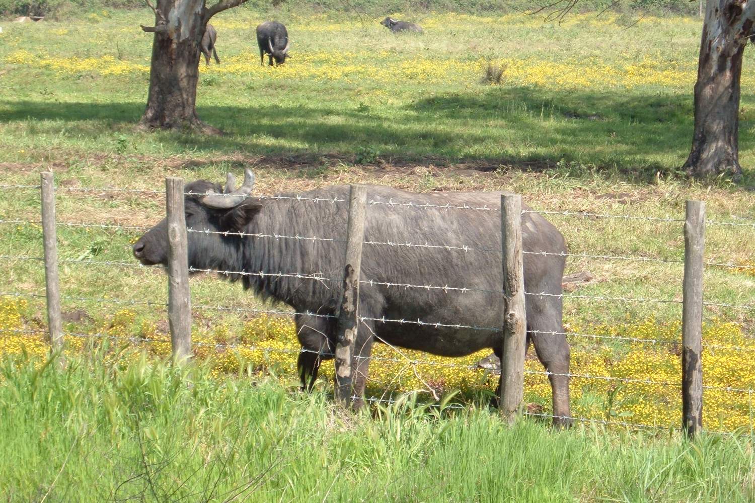 Bufala al pascolo nell’Agro Pontino