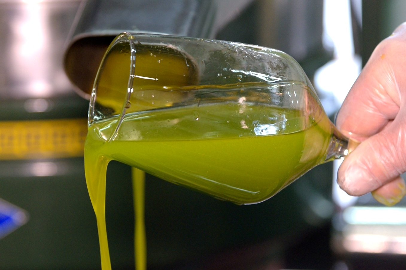 Olio nuovo verde versato in un bicchiere all'uscita del frantoio