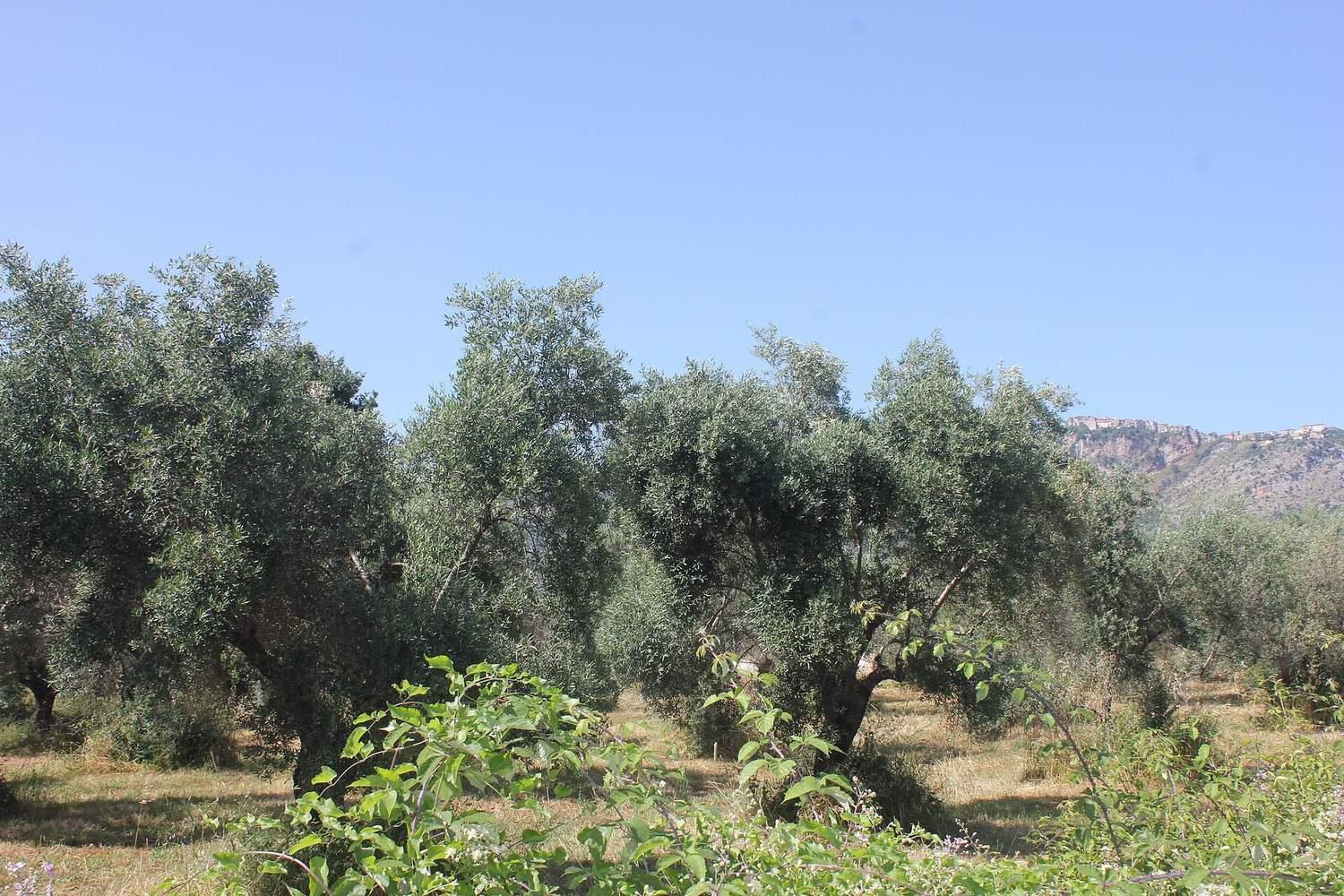 Olivi secolari in provincia di Latina