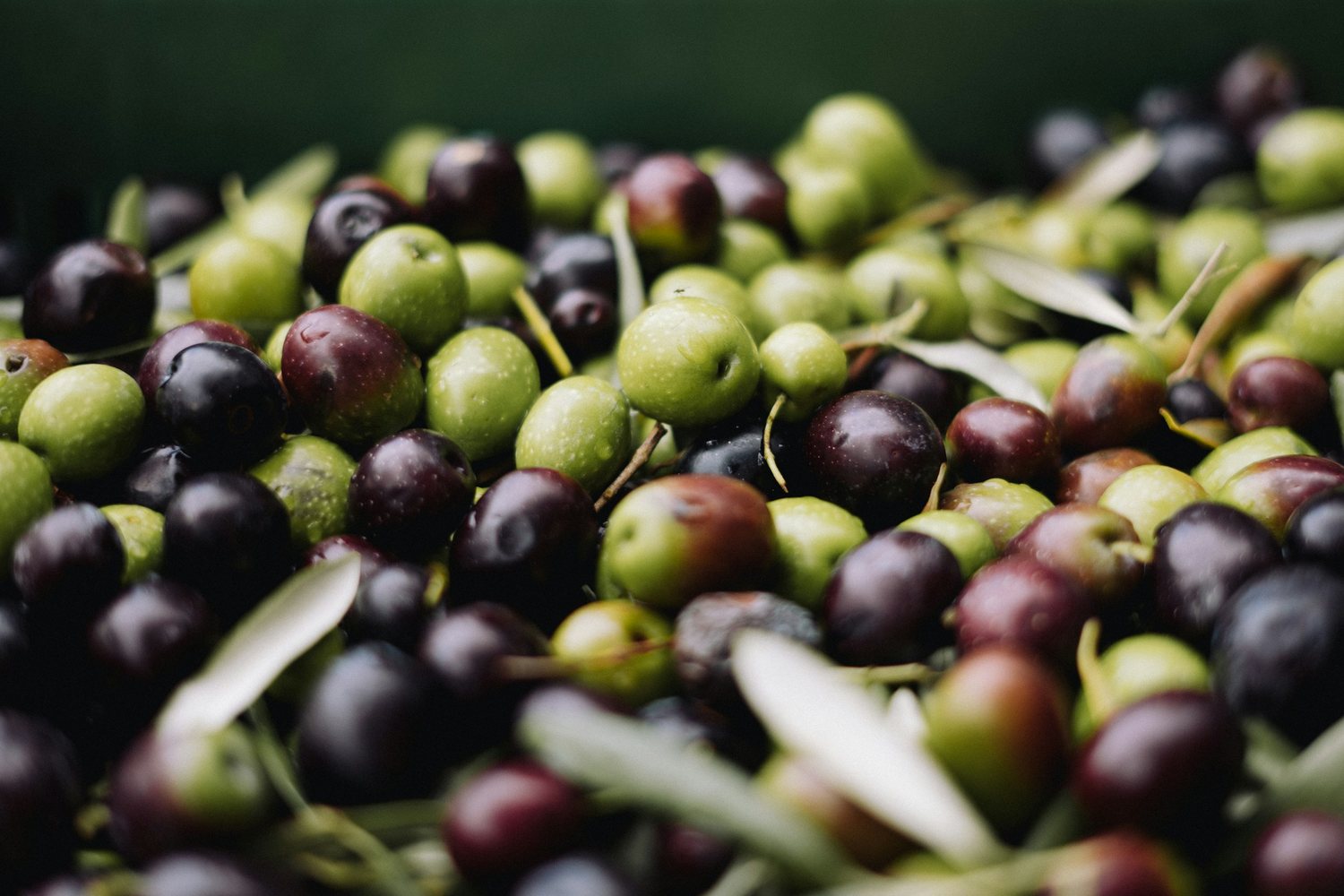 Olive verdi e nere appena raccolte